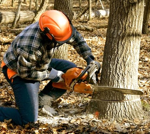 Tree Removal in Columbus, WI